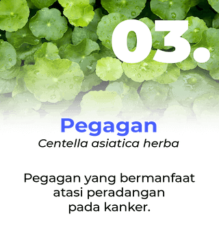 Slide Manfaat Ang Cang Lie Herbal Obat Kanker - Pegagan